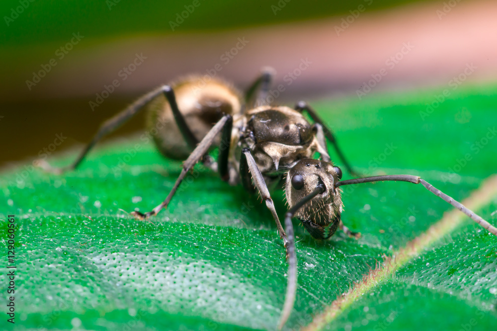 Male Worker Golden Weaver Ant (Polyrhachis dives) with three Ocelli, the simple eyes on its head, crawling on a leaf Male Worker Golden Weaver Ant (Polyrhachis dives) with three Ocelli, the simple eyes on its head, crawling on a leaf