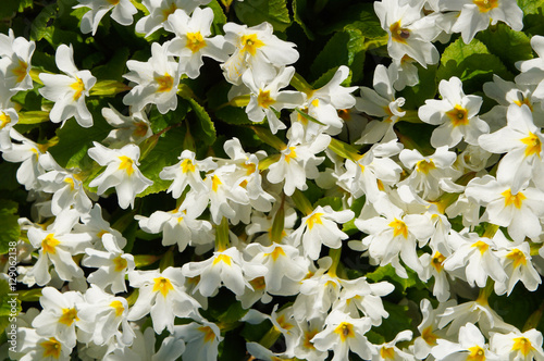 Many white primula flowers in garden photo