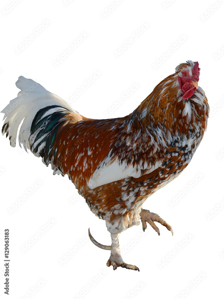 Motley rooster isolated