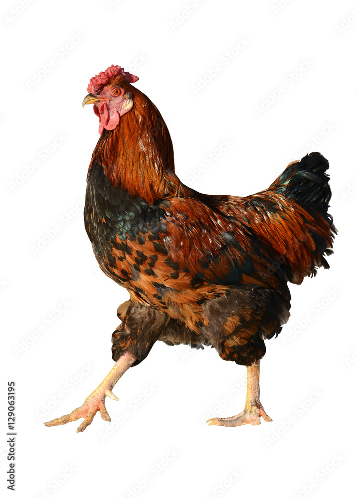 Red rooster isolated