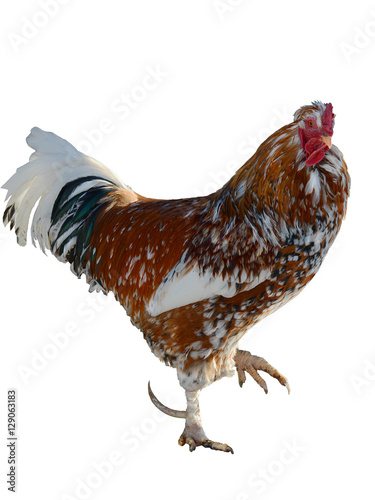 Obraz na płótnie Motley rooster isolated w salonie
