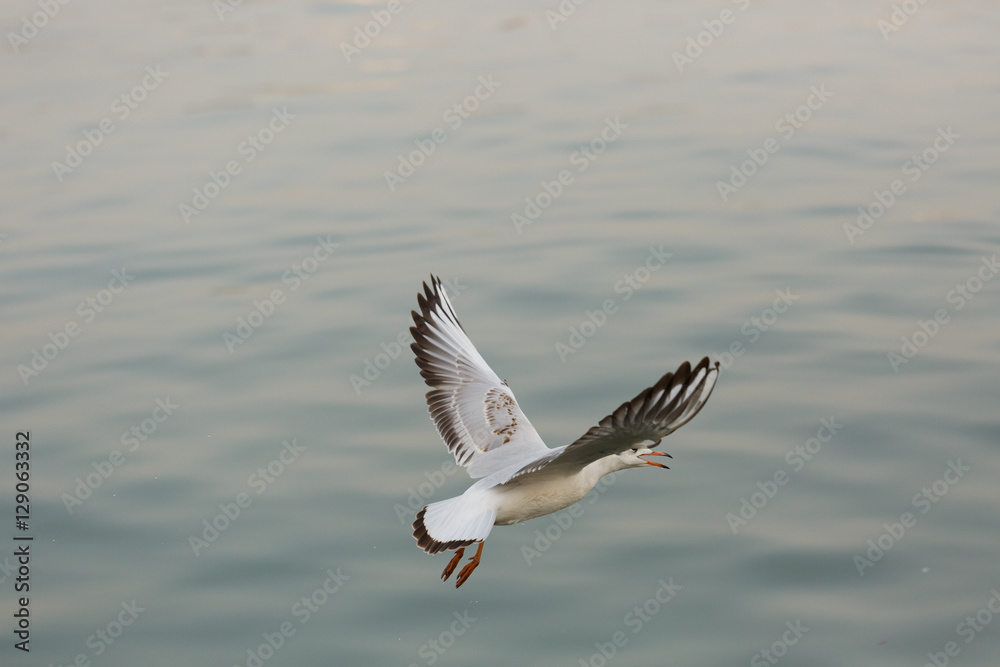 A black-headed gulll is flying in the sky A black-headed gulll is flying in the sky