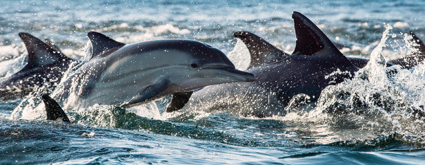 Ingelijste posters Dolfijn Dolfijnen zwemmen door diepblauwe oceaan  © Uryadnikov Sergey