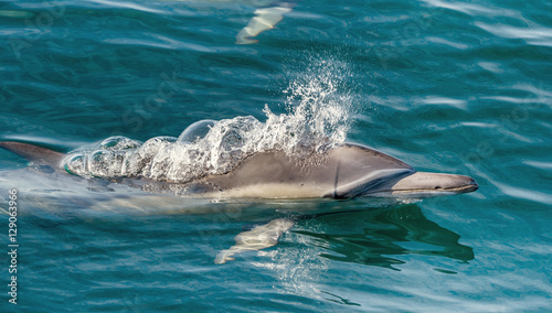 Dolphin  swimming in the ocean 