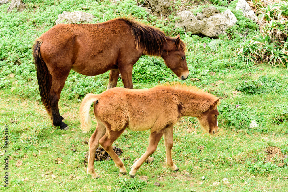 Fototapeta premium 与那国馬