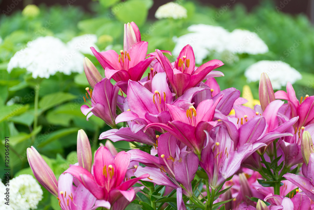Lots of pink lilies on background of white hydrangeas in garden