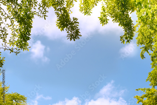 tree leaf frame on sky background