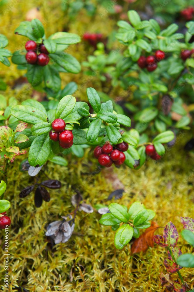 Obraz premium Bush of cranberry or foxberry red berry in forest