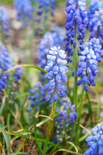 Blue muscari flowers in garden 