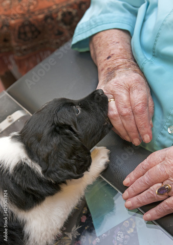 Elderly care. Hand of a woman with a dog in a care home. Dementia. Retired. Netherlands. 
