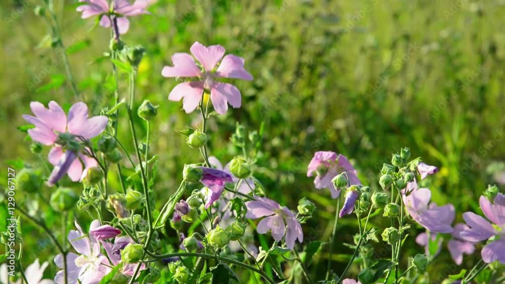 Meadow Mauve pink sways in breeze Meadow Mauve pink sways in breeze