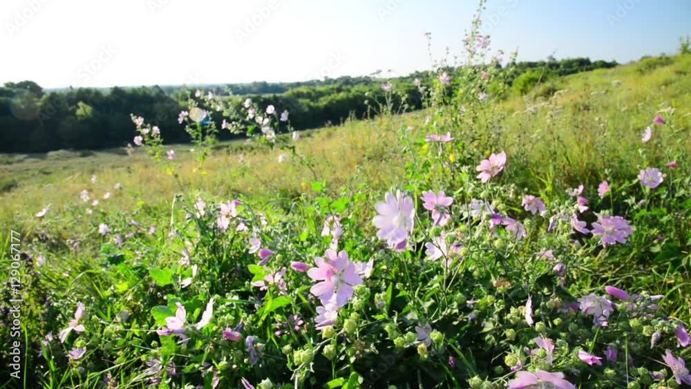 Meadow Mauve pink sways in breeze in field Meadow Mauve pink sways in breeze in field