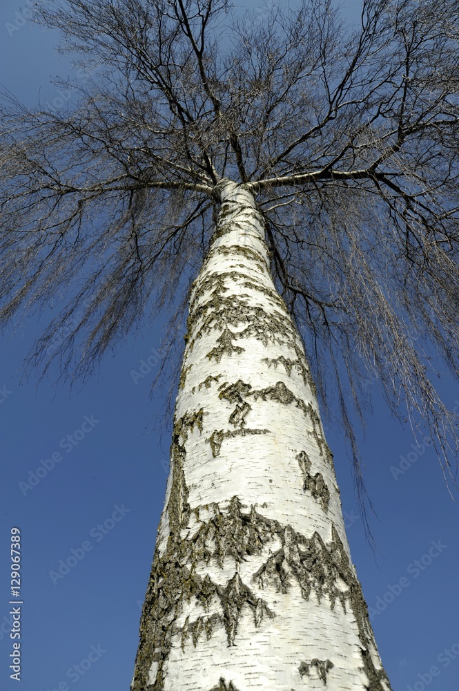 Fototapeta premium Birke