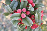 foglie verdi e bacche rosse di Agrifoglio coperte dal gelo