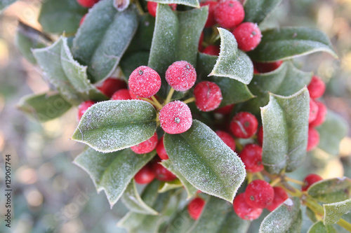 foglie verdi e bacche rosse di Agrifoglio coperte dal gelo photo