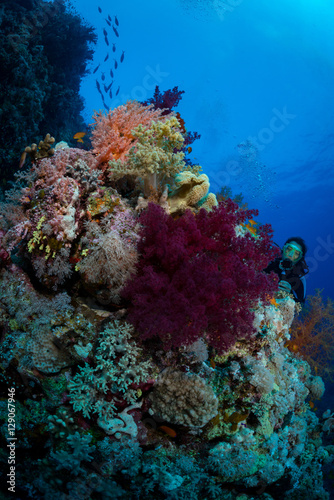 Woman diver photographs the reef at Farsha Umm Kararim, St John's, Red Sea, Eygpt
