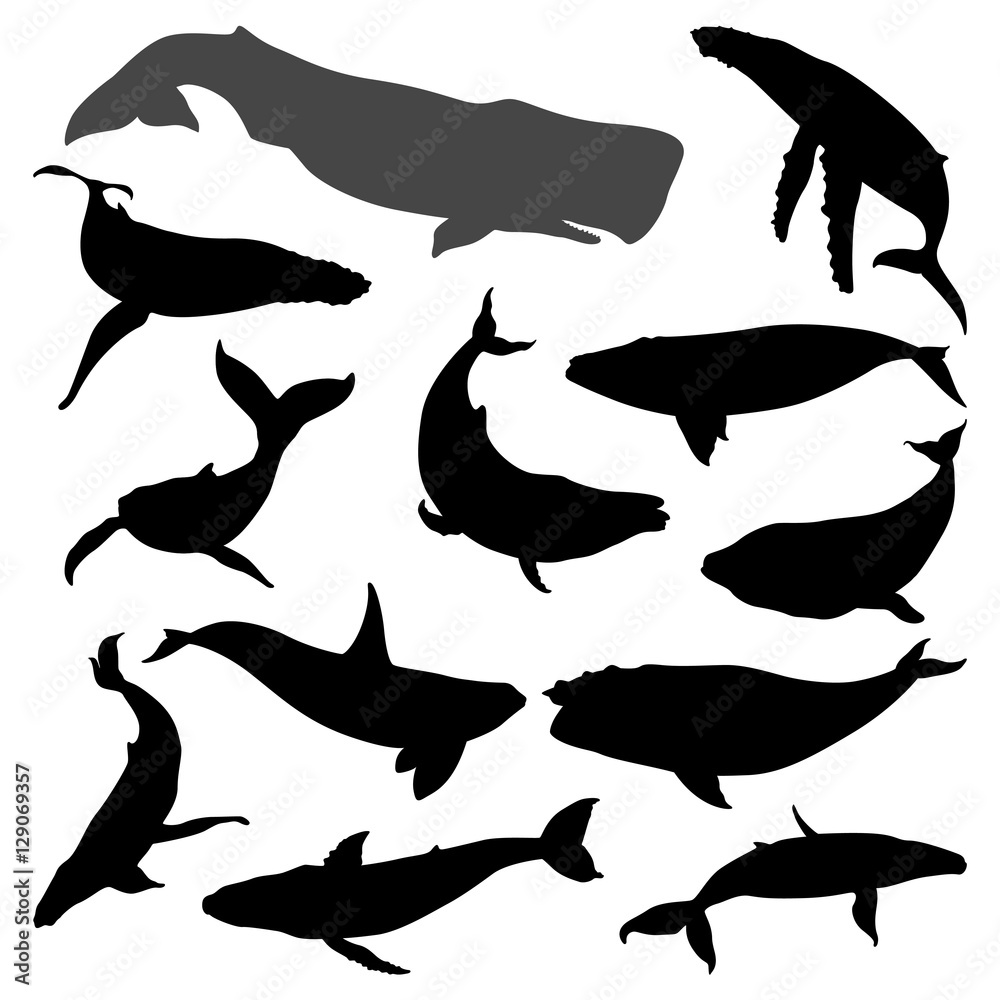 Naklejka premium Various Whale Movement Silhouette Collection