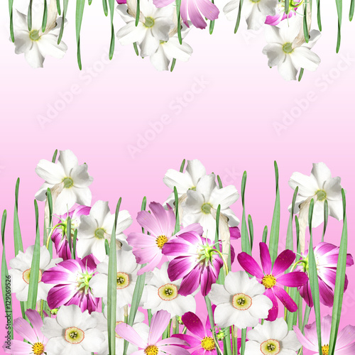 Beautiful floral background of white daffodils and pink cosmo © Ann-Mary
