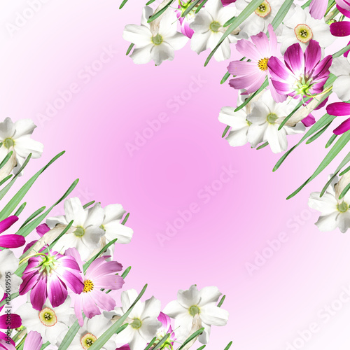 Fototapeta Naklejka Na Ścianę i Meble -  Beautiful floral background of white daffodils and pink cosmo 
