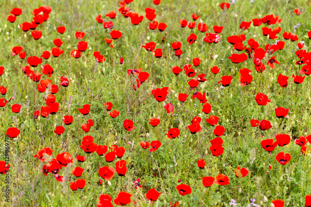 red poppies in the field as background
