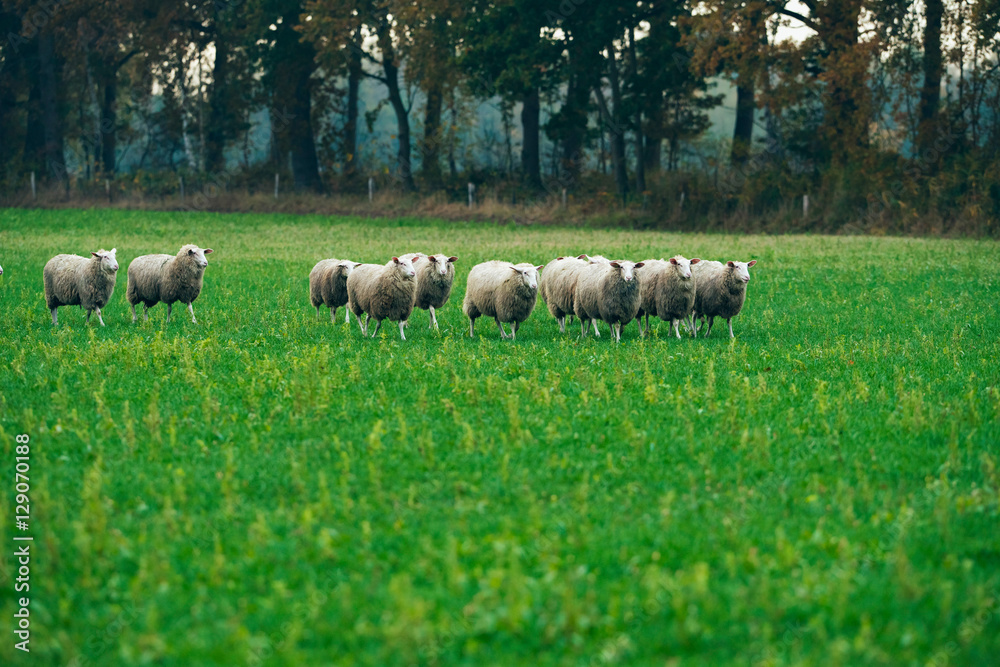 Fototapeta premium Herd of sheep walking in field. Exel. Gelderland. The Netherland