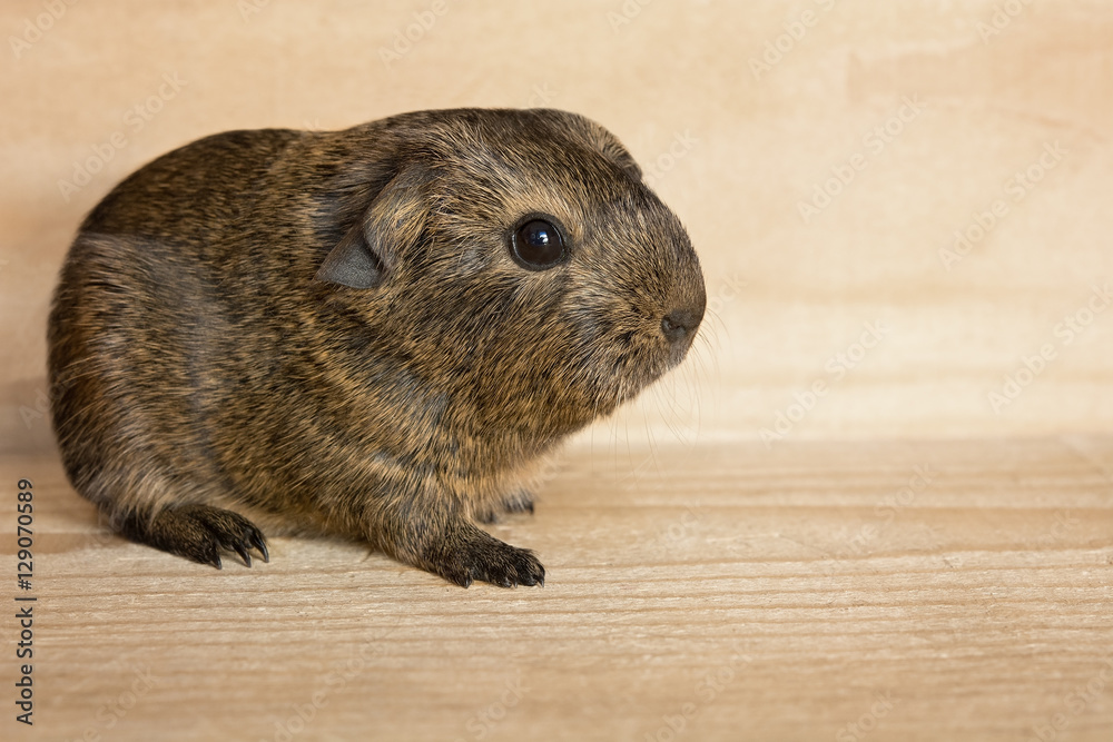 Fototapeta premium Baby-Meerschweinchen (Welpe)