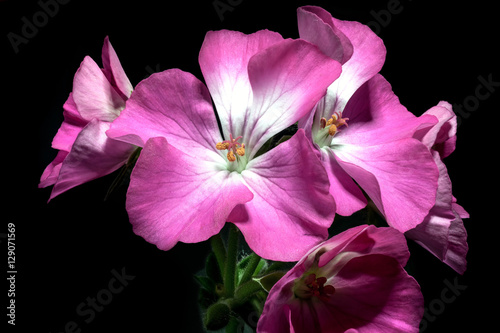 Fototapeta Naklejka Na Ścianę i Meble -  bouquet of purple geranium flowers on black background