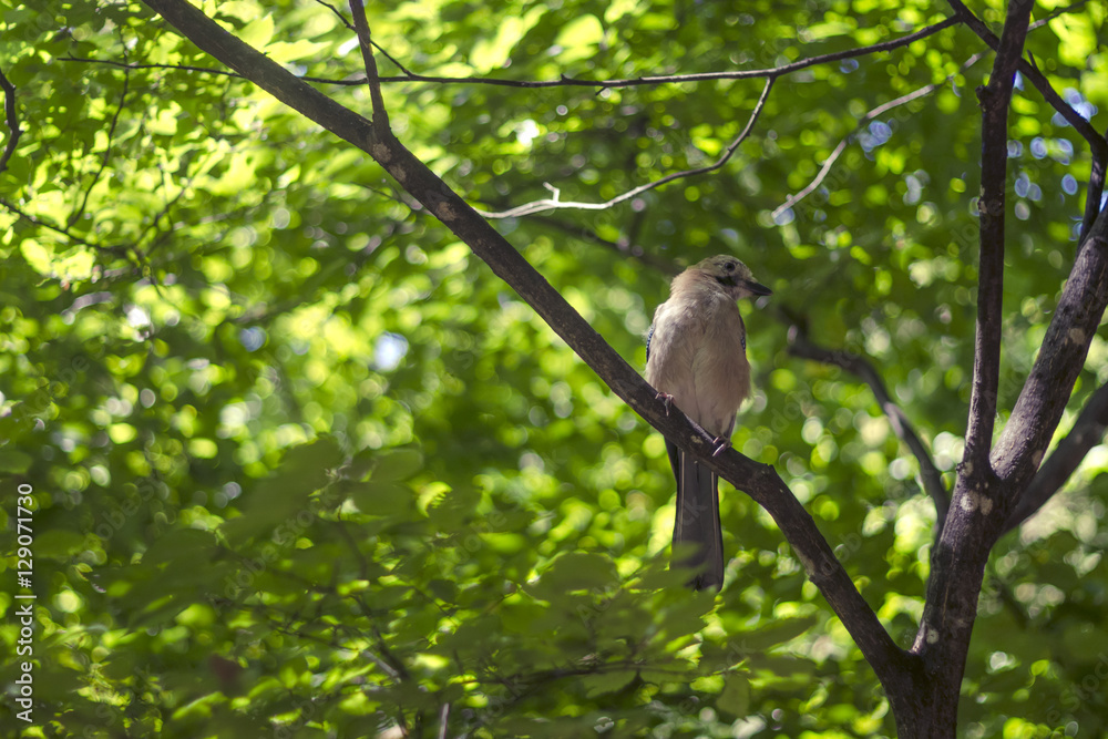 Obraz premium Природа Крыма