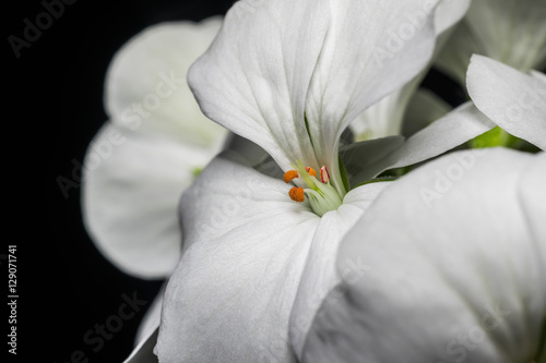 Fototapeta Naklejka Na Ścianę i Meble -  white geranium flowers on black background