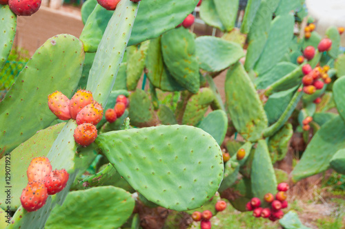 Opuntia  or prickly pear cactus fruits-indica  