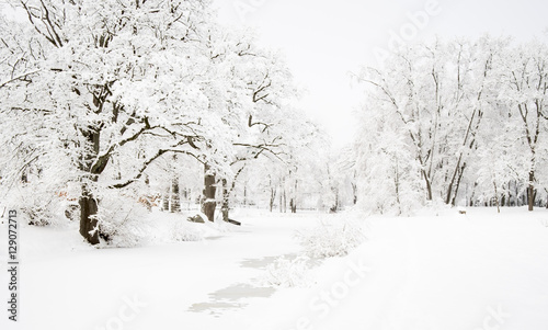 Snow covered trees and pond in a park. All is white.