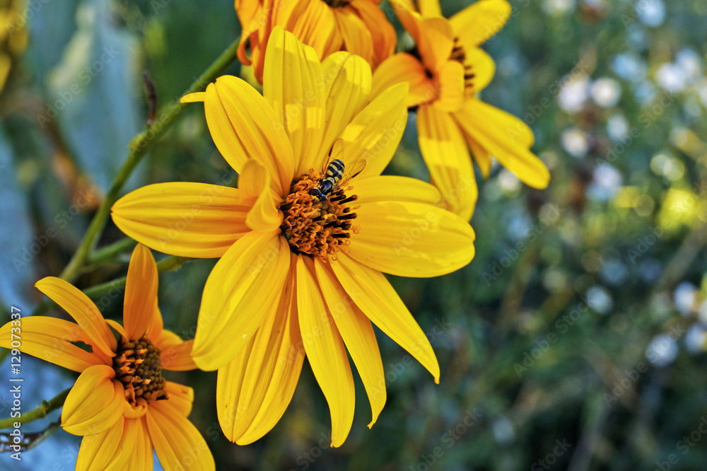 Fototapeta premium Vespa su fiore giallo Helianthus angustifolius