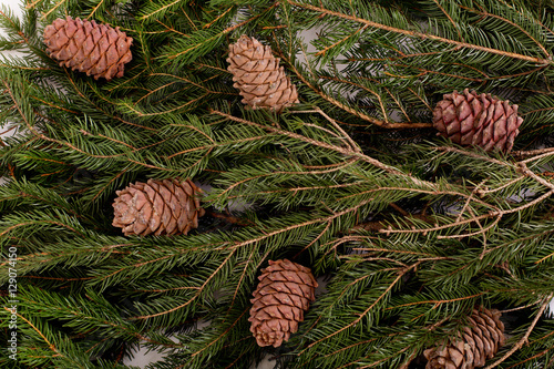 Wallpaper Mural Spruce branch on a white background Torontodigital.ca