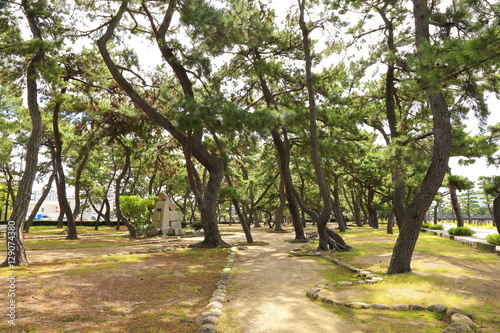 芦屋公園の松林 © photop5