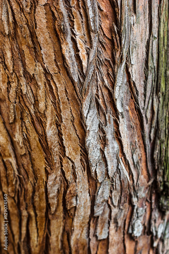 The rough bark of a tree, macro photography, close-up, detailed textures,  earthy colors, natural and rugged