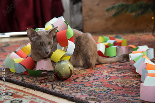 Lilac Oriental cat with Christmas decorations