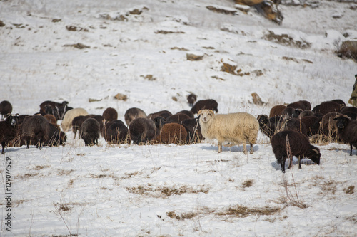 Russia, Republic of Kabardino-Balkaria. Sheep's graze on the Alpine slopes of high mountains of the Caucasus in the late winter. © Dmitry Monastyrskiy