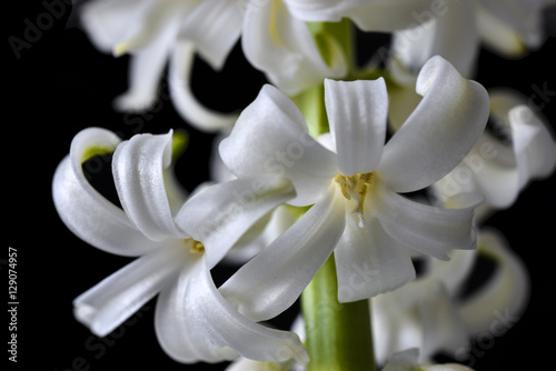 Fototapeta Naklejka Na Ścianę i Meble -  Tender white flowers of hyacinth on black background