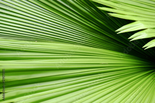 Texture of Palm Leaf. © todsaporn