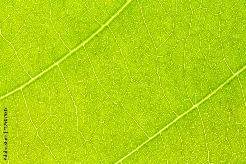 Leaf texture background for design with copy space for text or image. Leaf motifs that occurs natural. Leaf texture background for design with copy space for text or image. Leaf motifs that occurs natural.