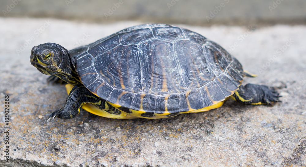 Turtles/ Turtles on the stone. / Beautiful turtles Turtles/ Turtles on the stone. / Beautiful turtles