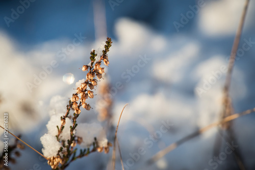 Frozen heather in winter