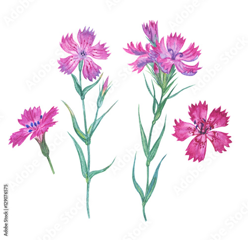 Flowers Field carnation in watercolor on white background.