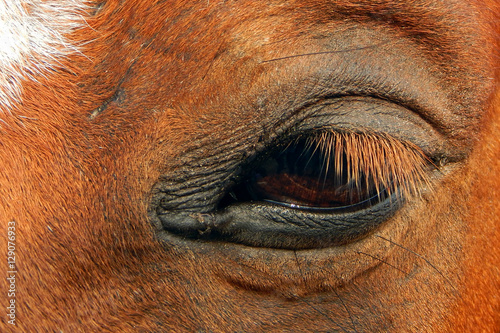 Closeup of Horse Eye