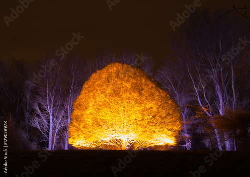 Enchated Gardens glowing tree photo