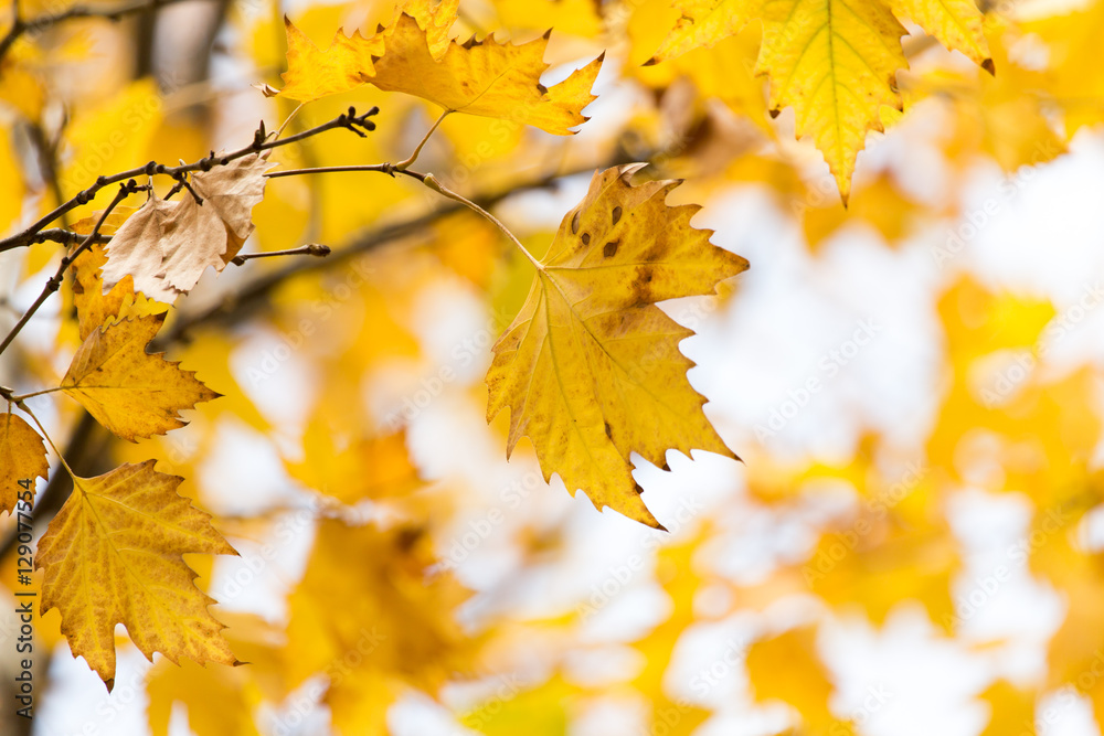 the leaves on the tree in nature in autumn the leaves on the tree in nature in autumn