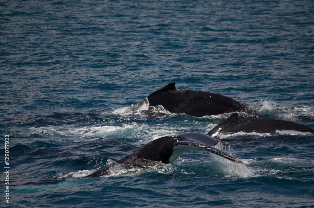 Fototapeta premium Whale Pod