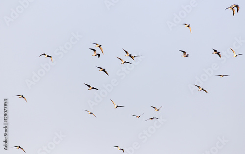 a flock of seagulls in the sky at sunset