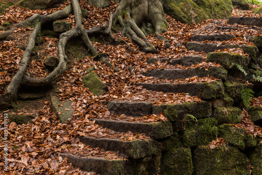 Old moss covered stone steps covered by dry brown rotting leaves Old moss covered stone steps covered by dry brown rotting leaves