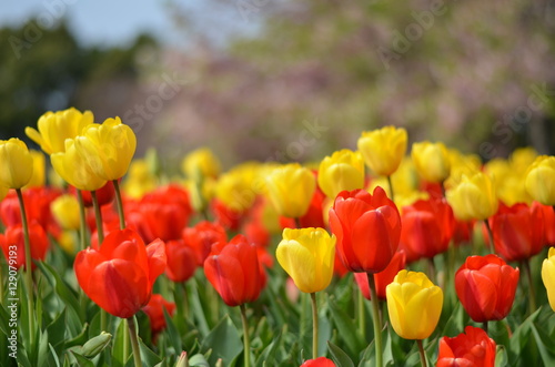 tulipas vermelhas e amarelas